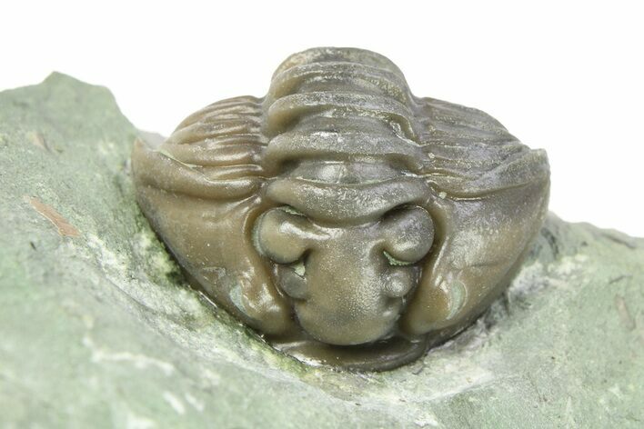 Wide, Enrolled Flexicalymene Trilobite - Indiana #284153